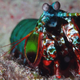 Mantis shrimp SMASH! Image: Klaus Stiefel on flickr.